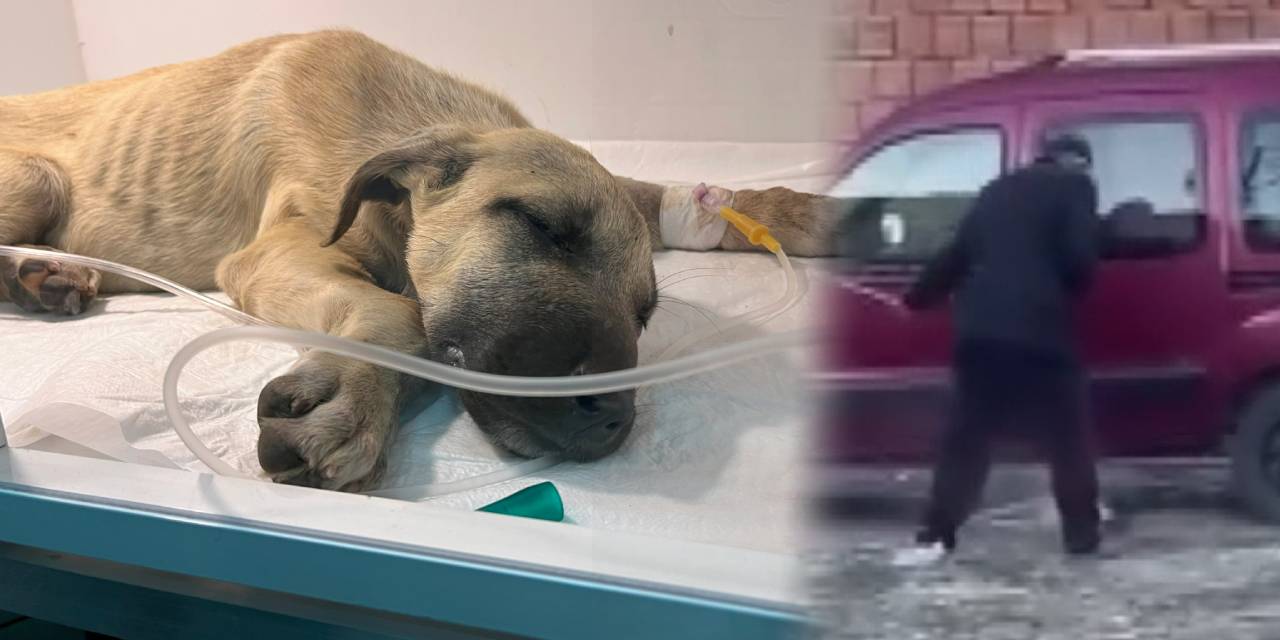 Yavru köpeğe sopayla dakikalarca işkence edilmişti! “Mucize’den” iyi haber geldi