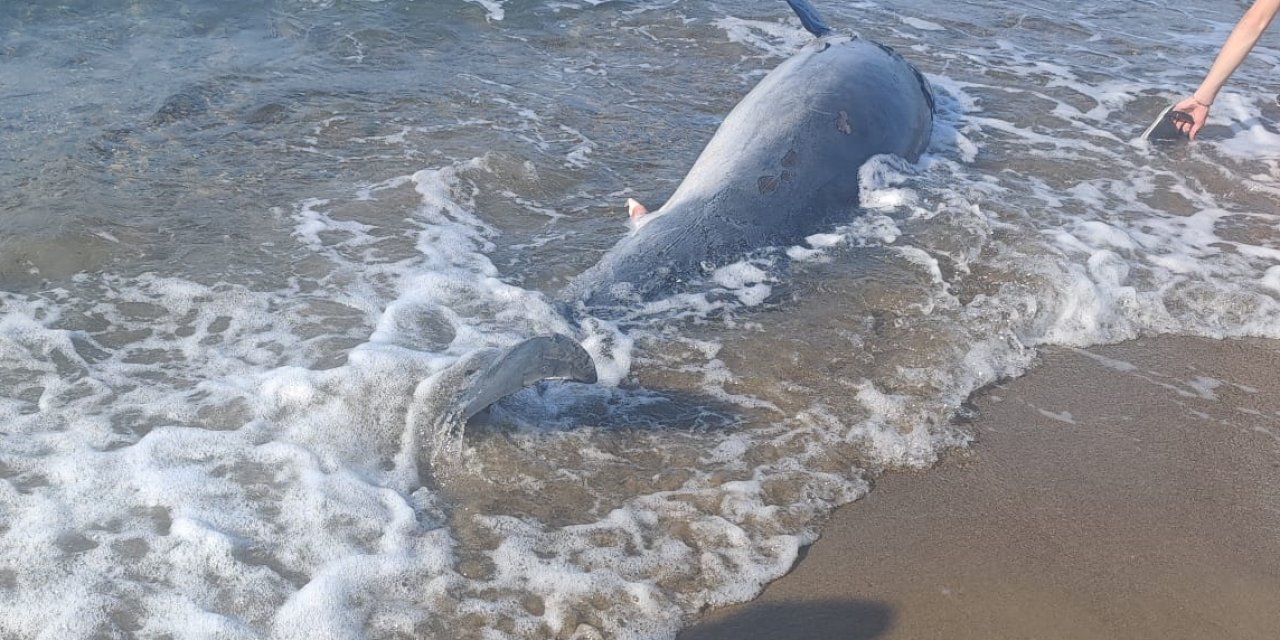 Bodrum sahilinde ölü yunus bulundu