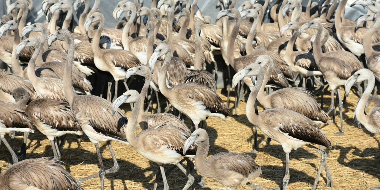 Kuş Cenneti’nde 500 flamingoya halkalama