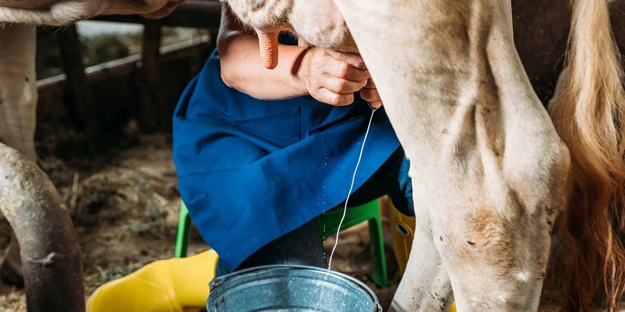 Süt üreticileri isyanda: Litresi 10 liradan veriyoruz bize damlamıyor!"