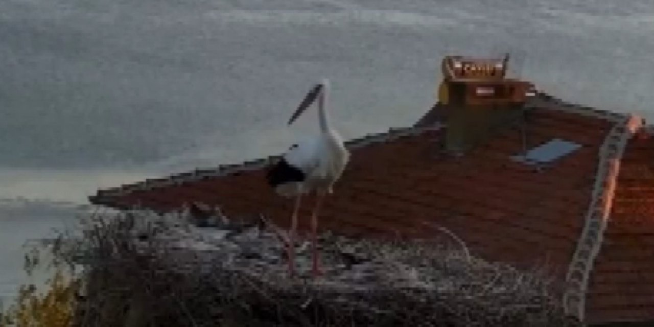 Yaren leyleğin huzursuz bekleyişi! Depremi hissettiği anlar kamerada