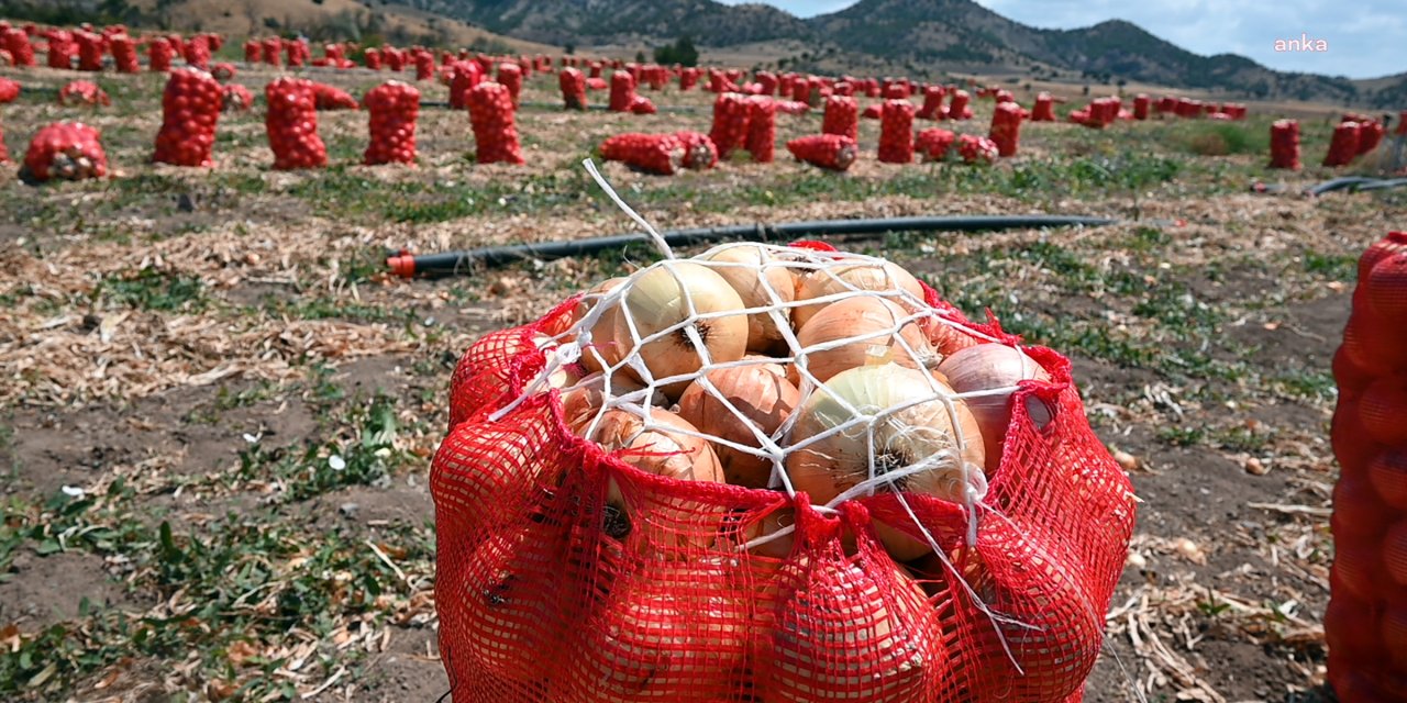 Soğan soyarken değil bu kez hasat ederken ağlattı