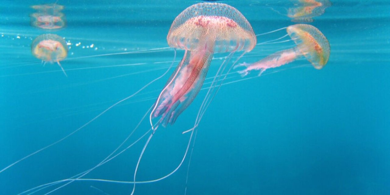 Nükleer santrali denizanası bozdu: Üretim durdu