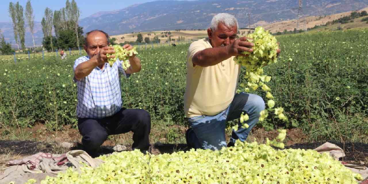 Amasya'da hasadı başladı: Çiçek halinde ve günlük olarak toplanıyor