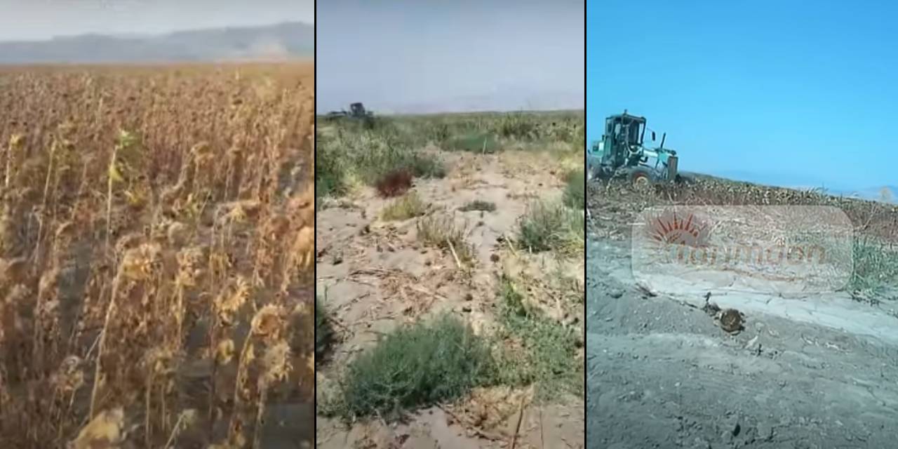 12 milyon liralık ayçiçeği yok edildi: Çiftçi 'parasını devlet alsın' dese de kar etmedi