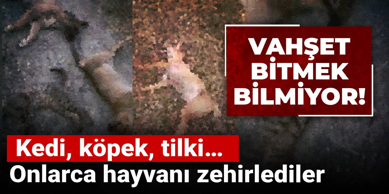 Vahşet bitmek bilmiyor! Kedi, köpek, tilki… Onlarca hayvanı zehirlediler