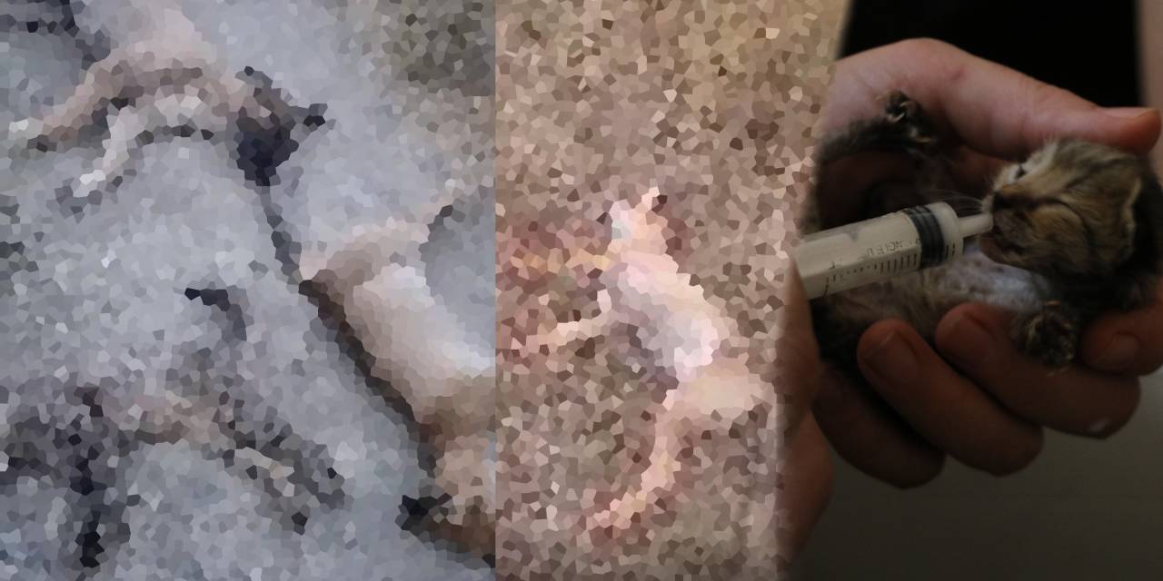 Vahşet bitmek bilmiyor! Kedi, köpek, tilki… Onlarca hayvanı zehirlediler