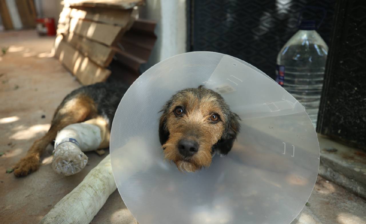 Depremde molozların altında kalan 'Ateş' 3 saatlik operasyonla hayata tutundu