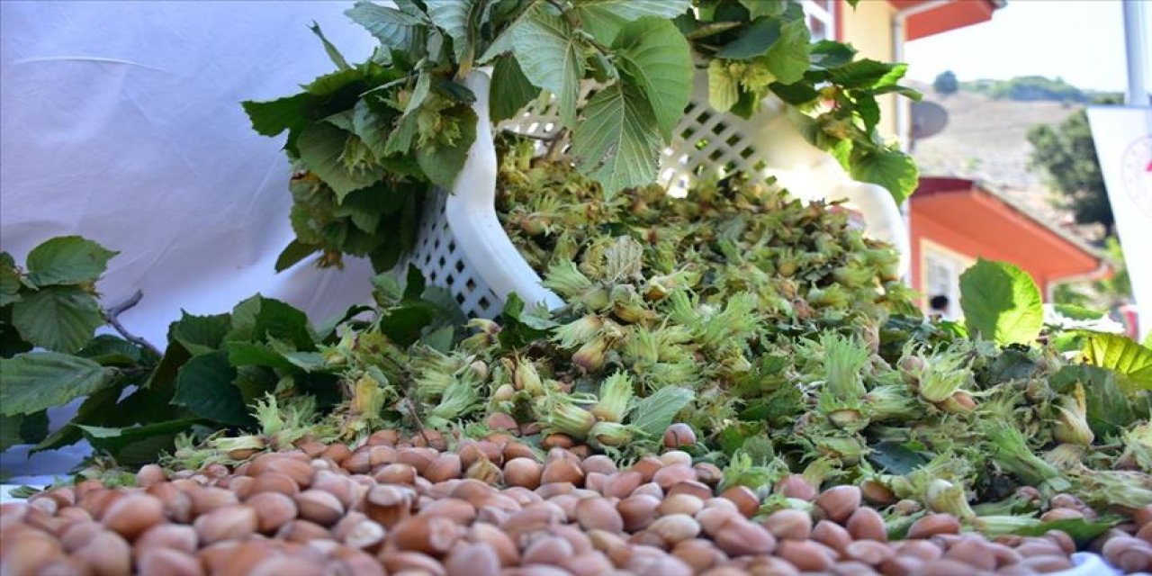 Trabzon'da örnek bahçeyle 60 kilo tarihe karışıyor: Fındık verimi dönümde 250 kilogramı gördü