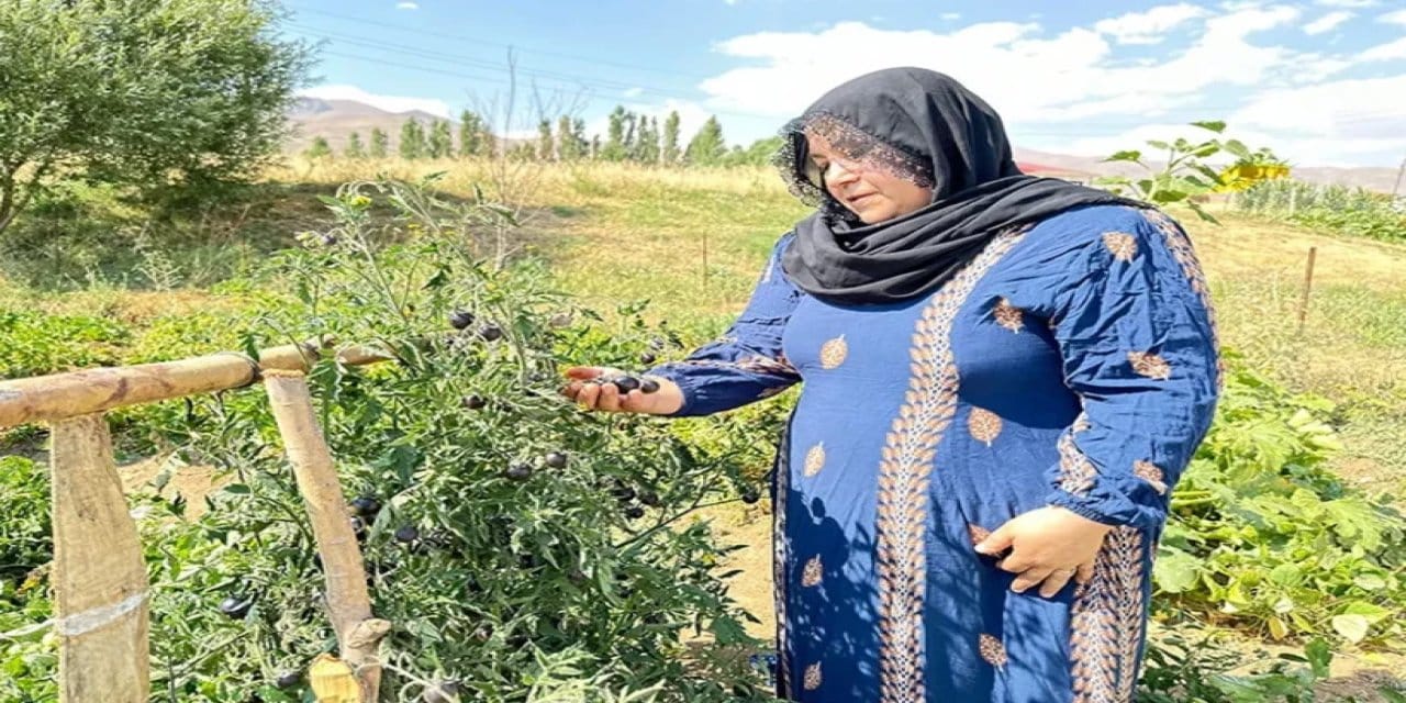 5 fideyle başlamıştı: Seri üretimi hedefliyor! Kanserden cilt sağlığına, yaşlanmaya kadar onlarca faydası var