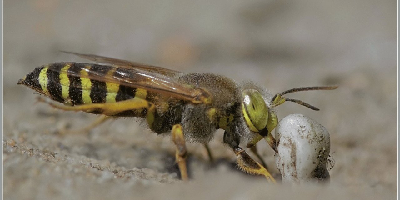 Bu arıyı öldürmek 50 bin euro!