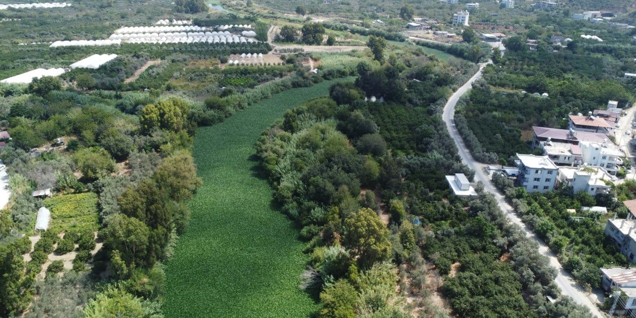 Etrafına ölüm saçıyor, yaşamı bitiriyor! Asi Nehri'nde istila alarmı