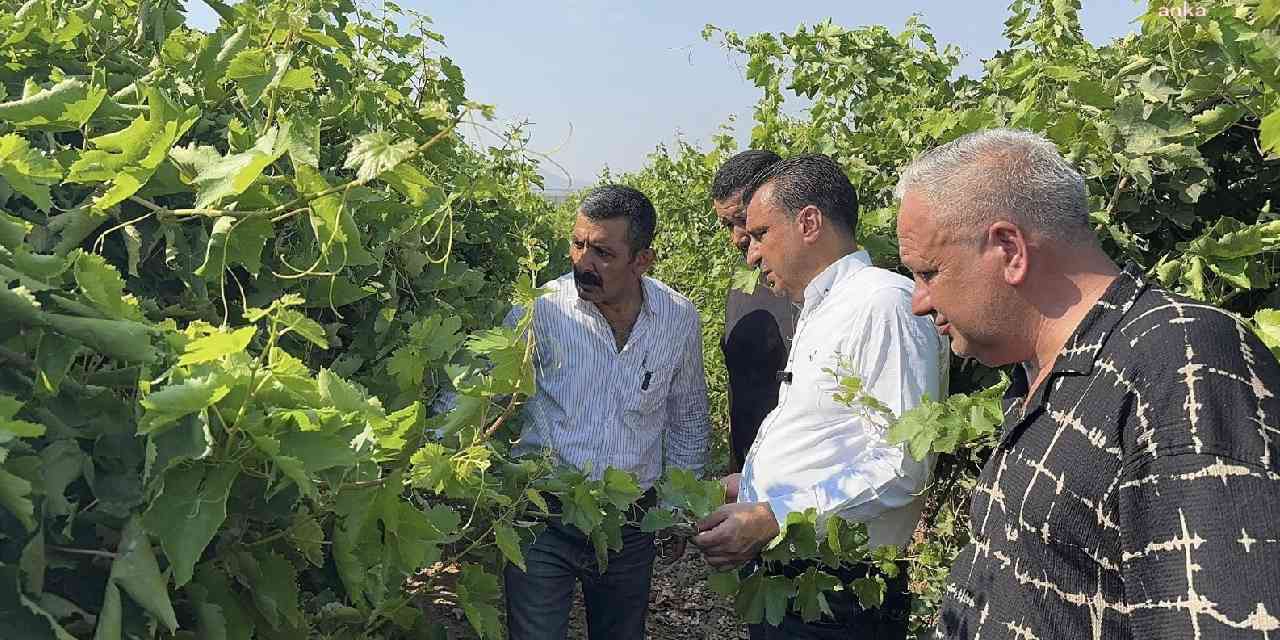 TARSİM yaptıran çiftçi mağdur: Sigorta yaptırdık, cezalandırılıyoruz