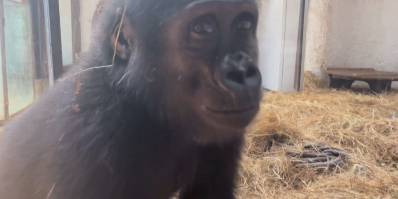 Zeytin için dönüş vakti: Kaçak taşınan goril Nijerya'ya gidiyor