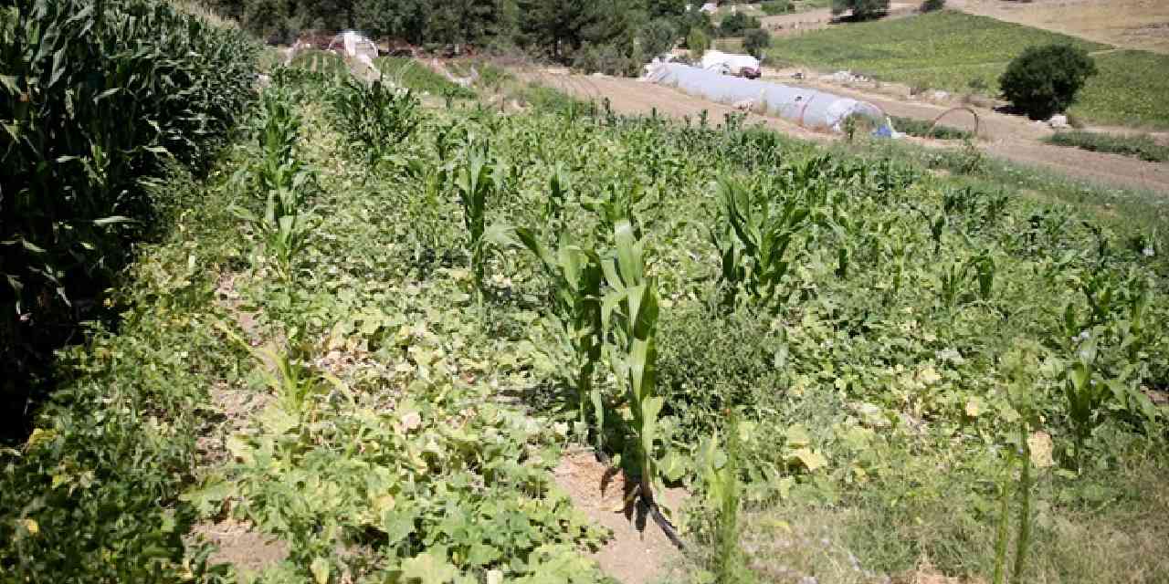 Her yıl binlerce kişiye ücretsiz dağıtıyor
