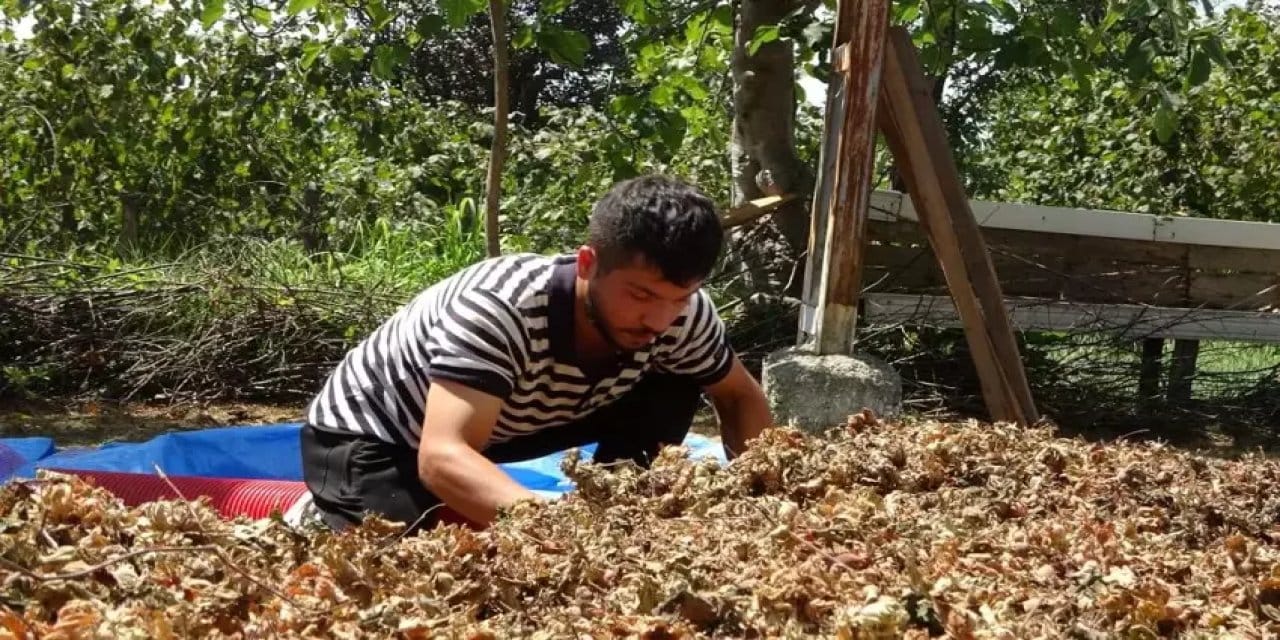 Satte 4 bin 500 TL kazanıyorlar: Hedef 64 bin ton rekolte