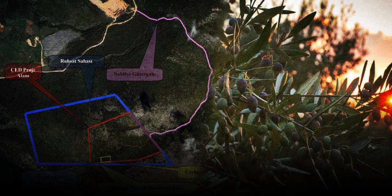 Zeytin yasasının hızlı sonucu! Zeytinliklerin dibindeki maden ocağına onay verdiler