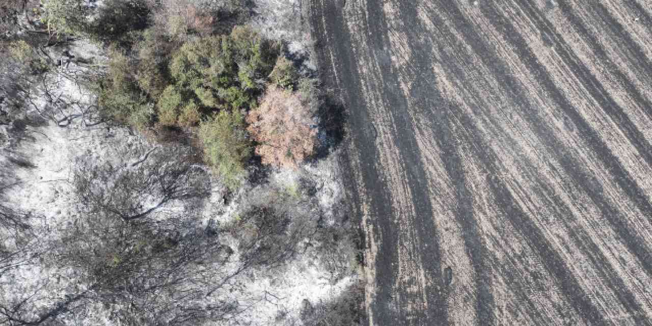 Alevler ağaçlık alana sıçradı: Facia kıl payı atlatıldı