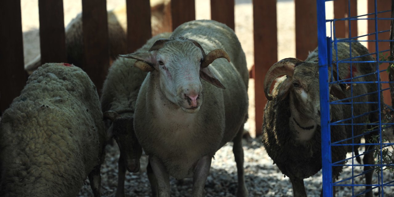 15 küçükbaş emekli oldu: Şehirden uzak sakin bir hayat sürecekler