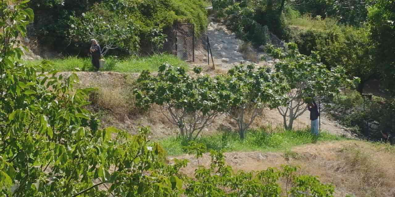 Mersin'de hasadı sürüyor: 10 bin ton rekolte bekleniyor