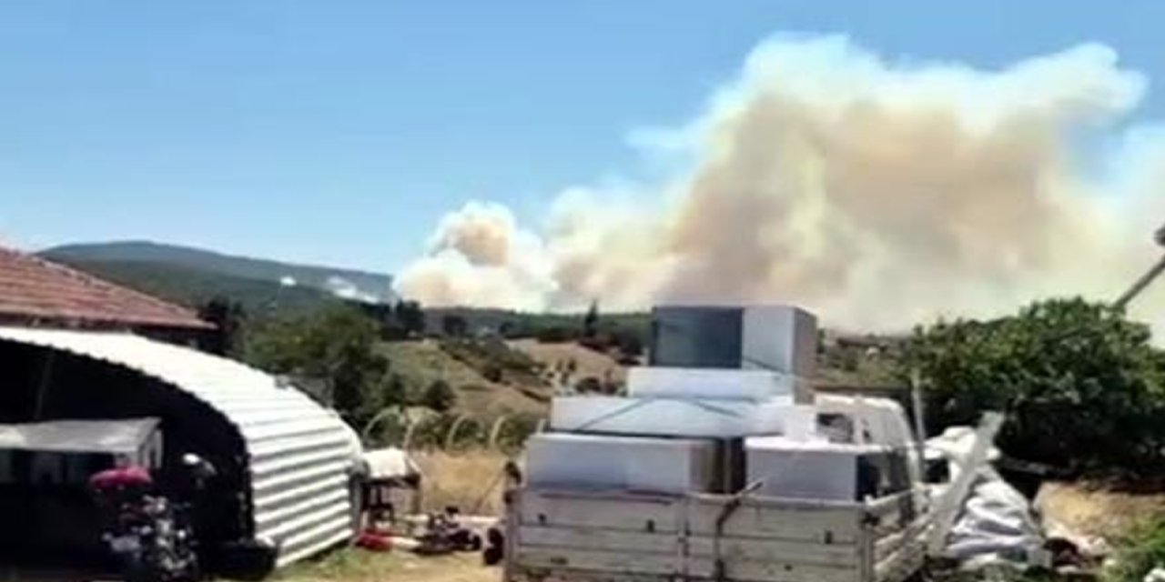 Kocaeli'de orman yangını