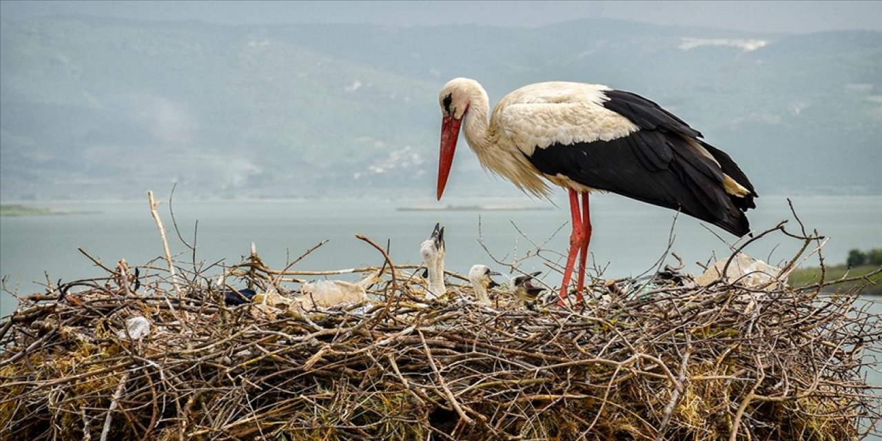 Yaren leyleğin yavrusu Batı Şeria’ya gitti