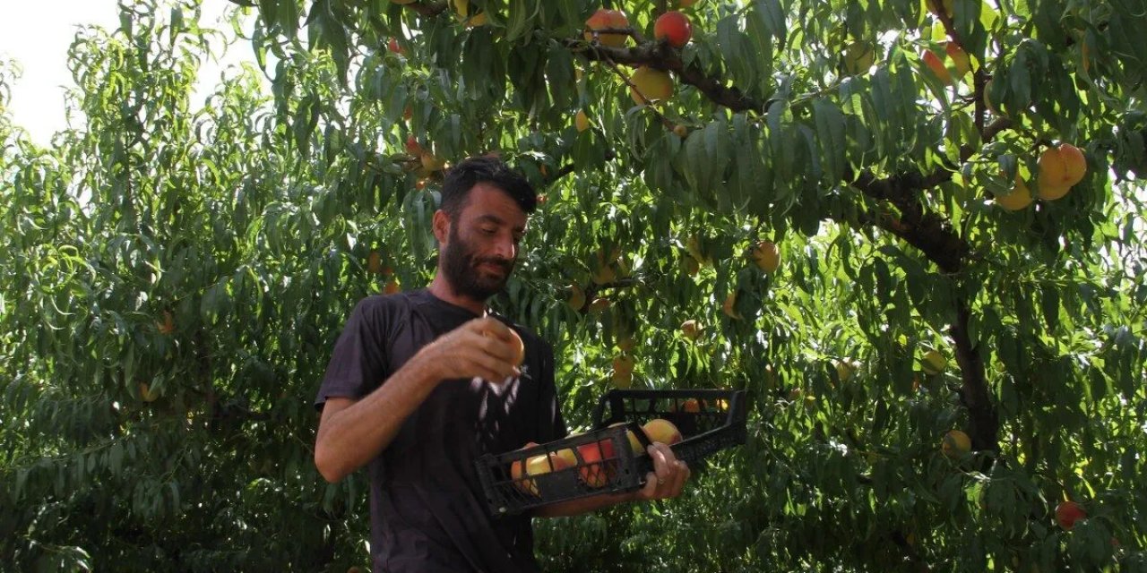 20 dönümlük arazide 40 ton hasat yaptı: Kilosunu 100 TL'ye satıyor