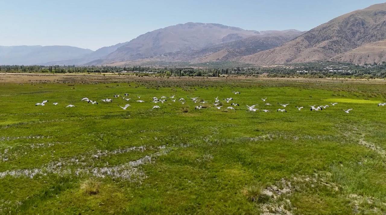 Afrika'dan yola çıktılar soluğu Erzincan'da aldılar