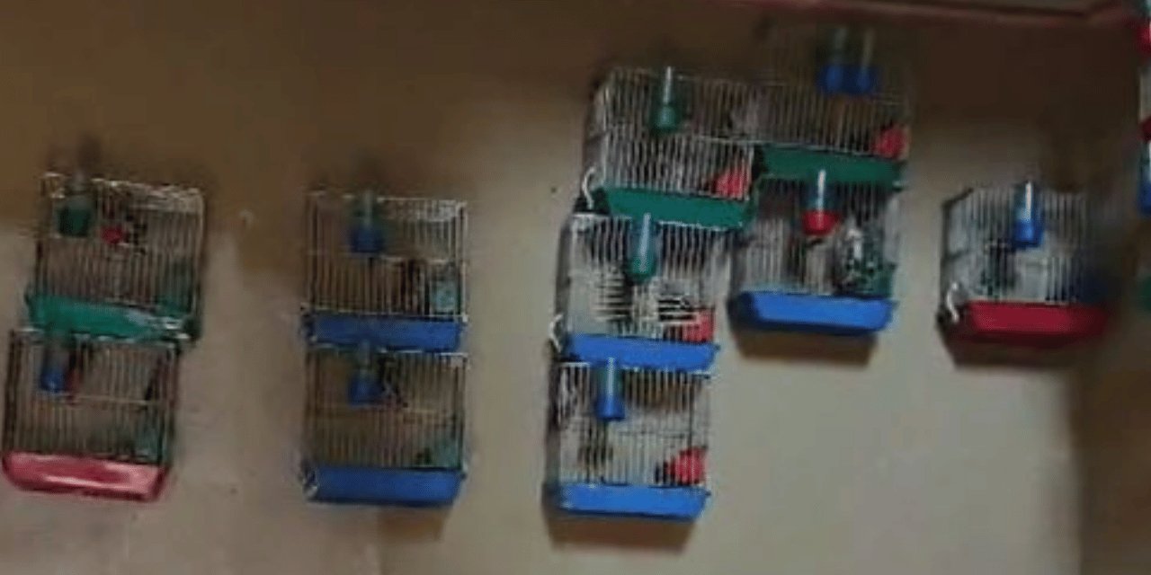 Kuş besledi 151 bin lira ceza yedi