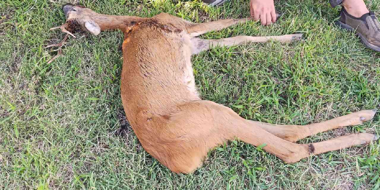 Ormanlık alanda yaralı halde bulundu: Tedavi altına alındı