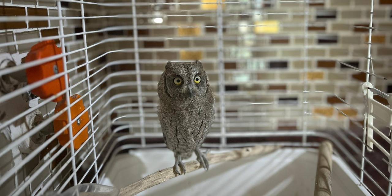 Yaralı ishak kuşu tedavisinin ardından doğaya salındı