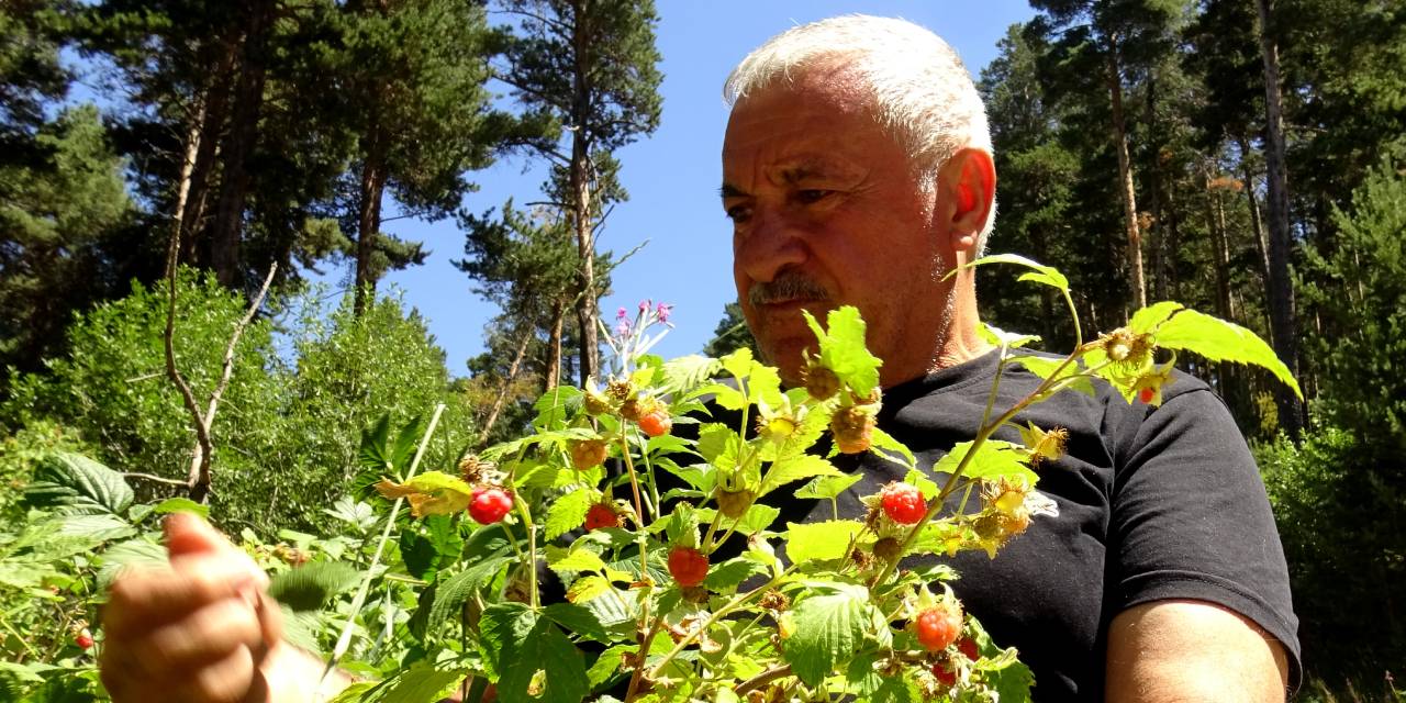 Kars'ın gizli hazinesi: 2 bin 500 rakımda hasat başladı