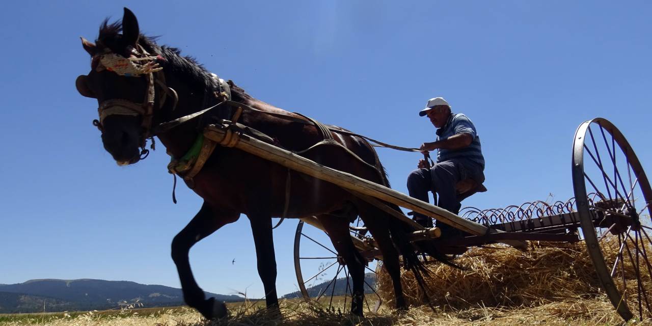 Kars'ın zirvesinde hasat zamanı