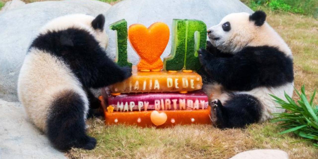 İkiz pandalar 1 yaşında: Buzdan pastayla kutladılar