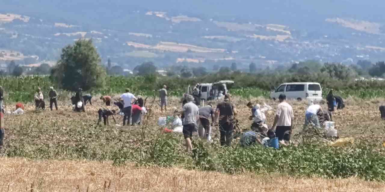 Satamadı bedava dağıttı: Duyan akın etti, çuval çuval doldurdular