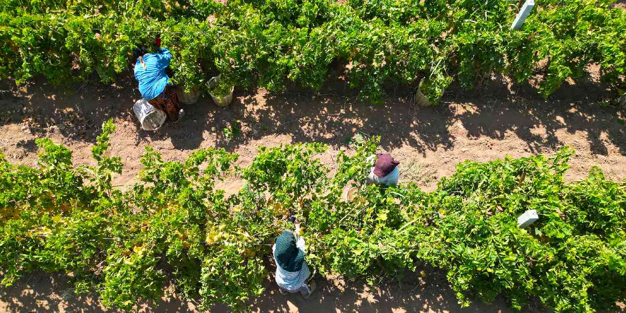 Manisa'da hasadı başladı: 1 milyon dekar alanda yetiştiriliyor