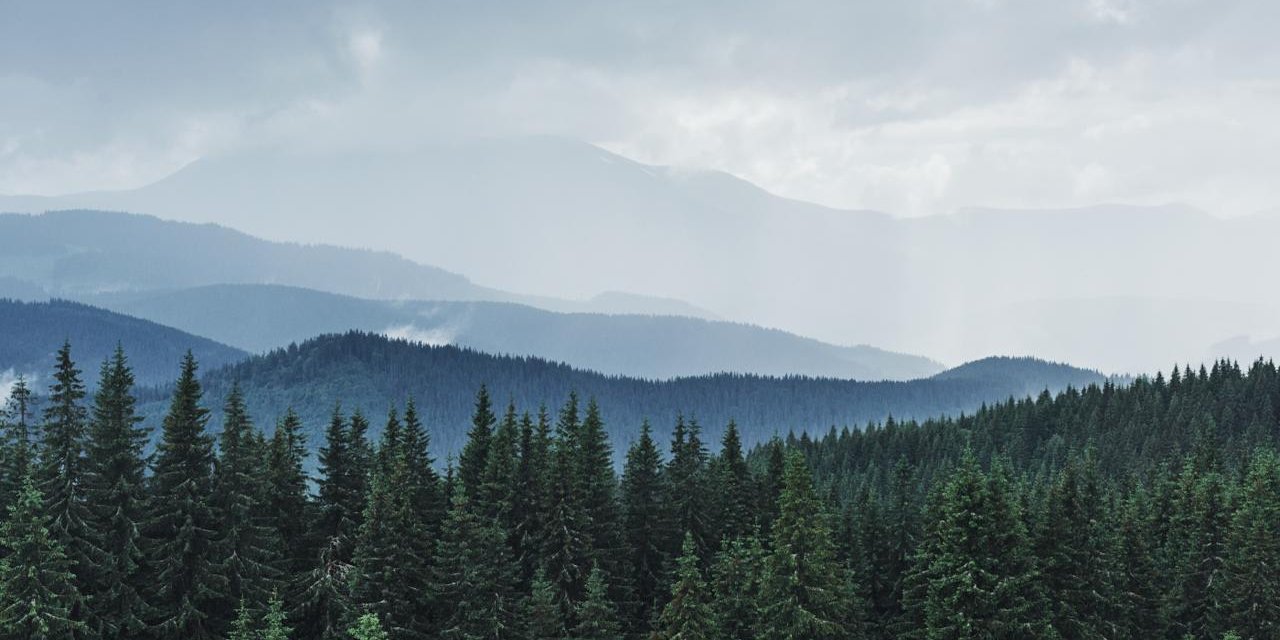 Gate TR’den 15 bin fidanlık 3 hatıra ormanı