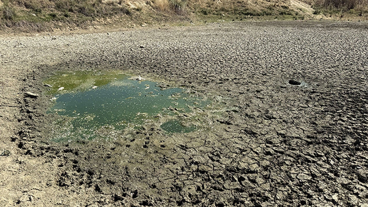 Tekirdağ'da balıklar kuraklıktan ölüyor
