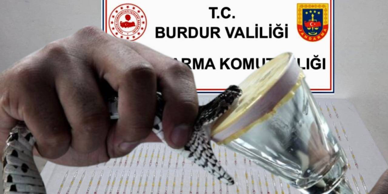 60 milyon TL değerinde Kobra zehri ele geçirildi: Kaçakçılar serbest bırakıldı