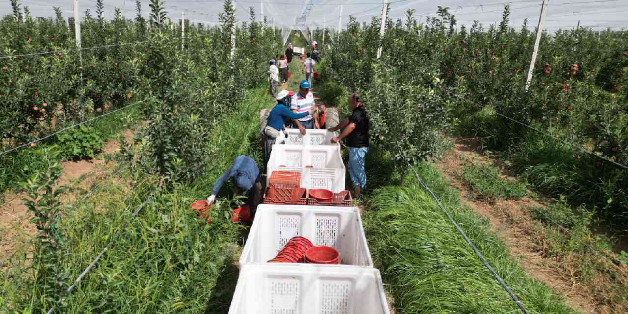 Kayseri'de hasadı başladı! Kilosu 50 TL'den kapış kapış satılıyor