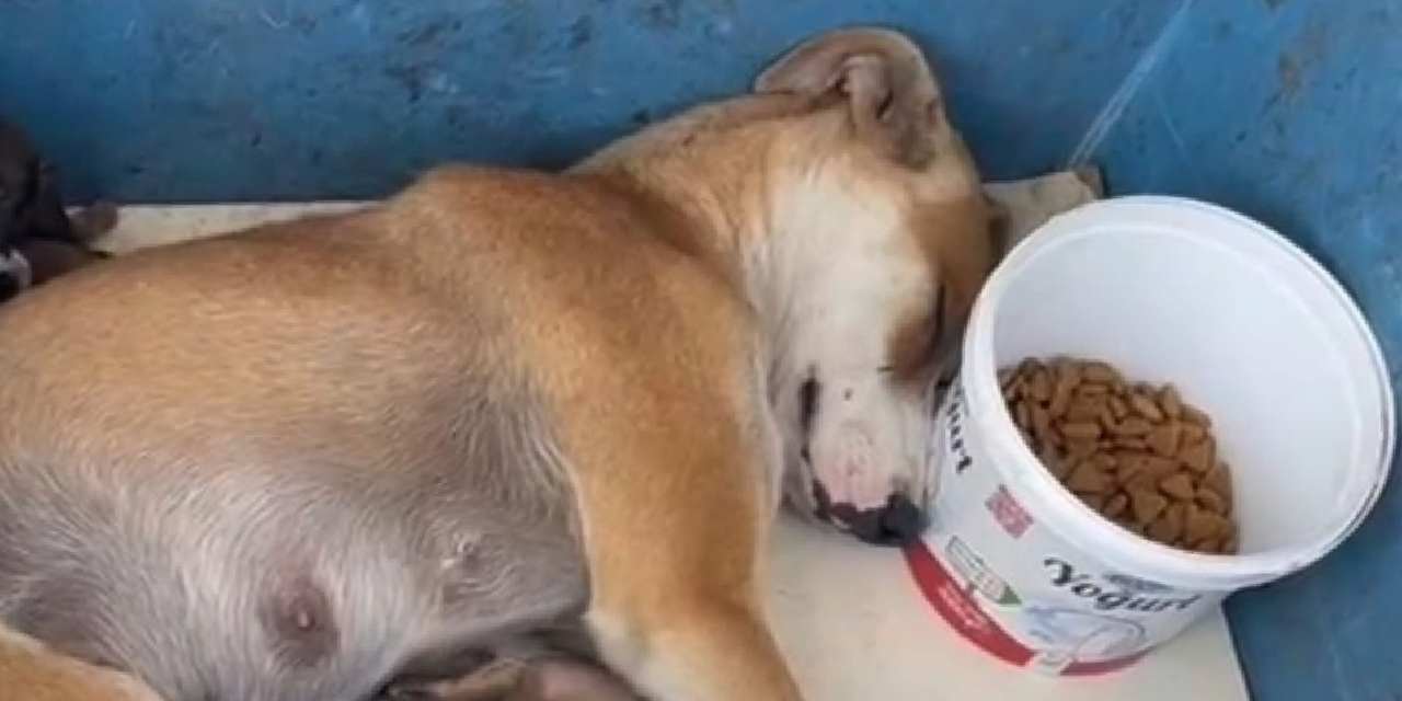 Büyükçekmece’de köpek kaçırıldı: Halk seferber oldu