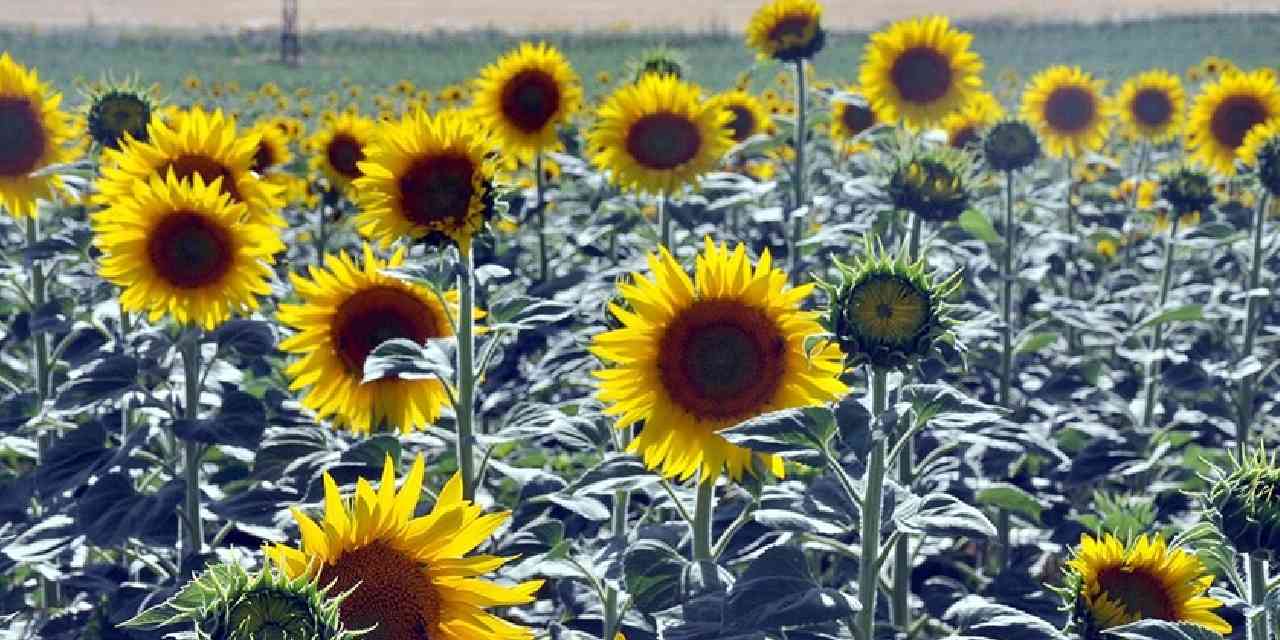1,7 milyon kilo ayçiçeği açık artırmayla satılacak: İhale tarihi belli oldu