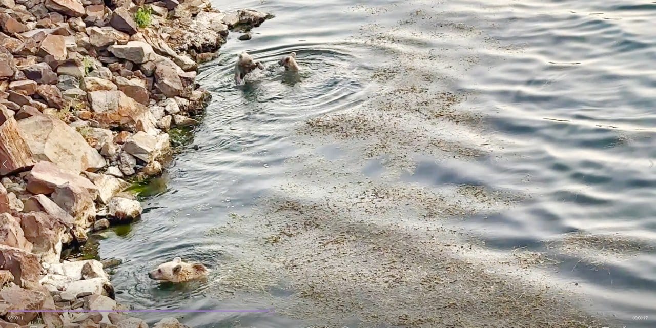 2 bin 250 rakımlı Nemrut Gölü'nde ayıların su keyfi