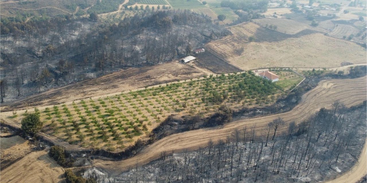 Çanakkale'deki yangında ceviz ağaçları böyle kurtuldu