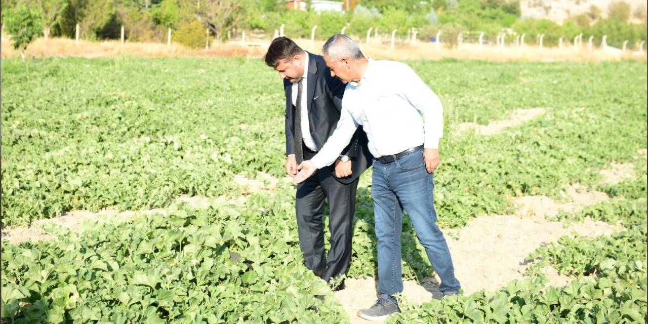 Sofralara geri dönüyor: İlk mahsullerini vermeye başladı