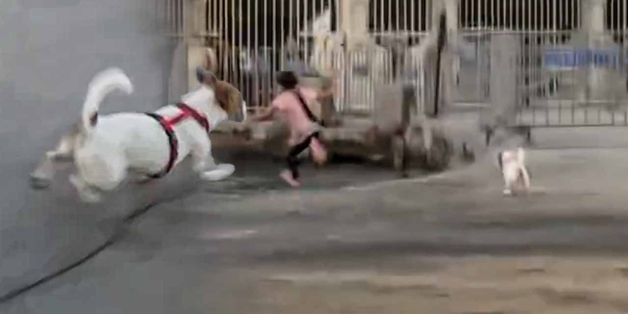 Tasmasını açtığı köpekten korkan çocuk denize atladı: Erol Köse'nin kızı kahkahalarla izledi!