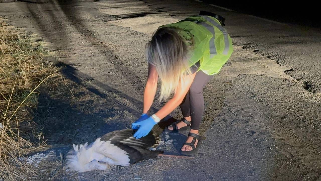 Elektrik akımına kapılan 15 leylek öldü!