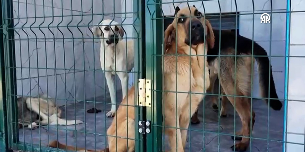 Hayvanseverler bakanlığı şikayet etti