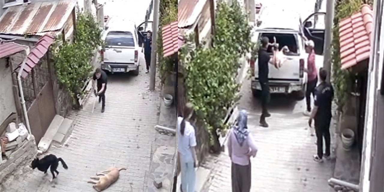 Önce bayılttı, sonra fırlattı!