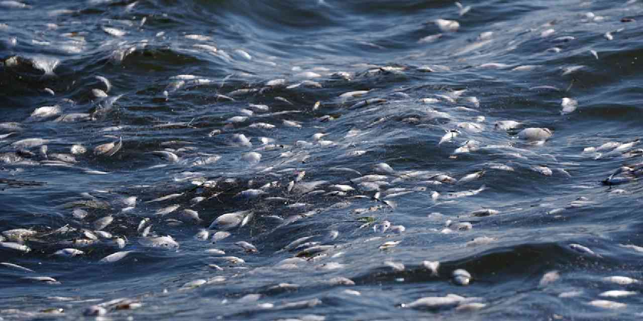 Körfez'de alarm: Balık ölümleri tekrardan başladı!
